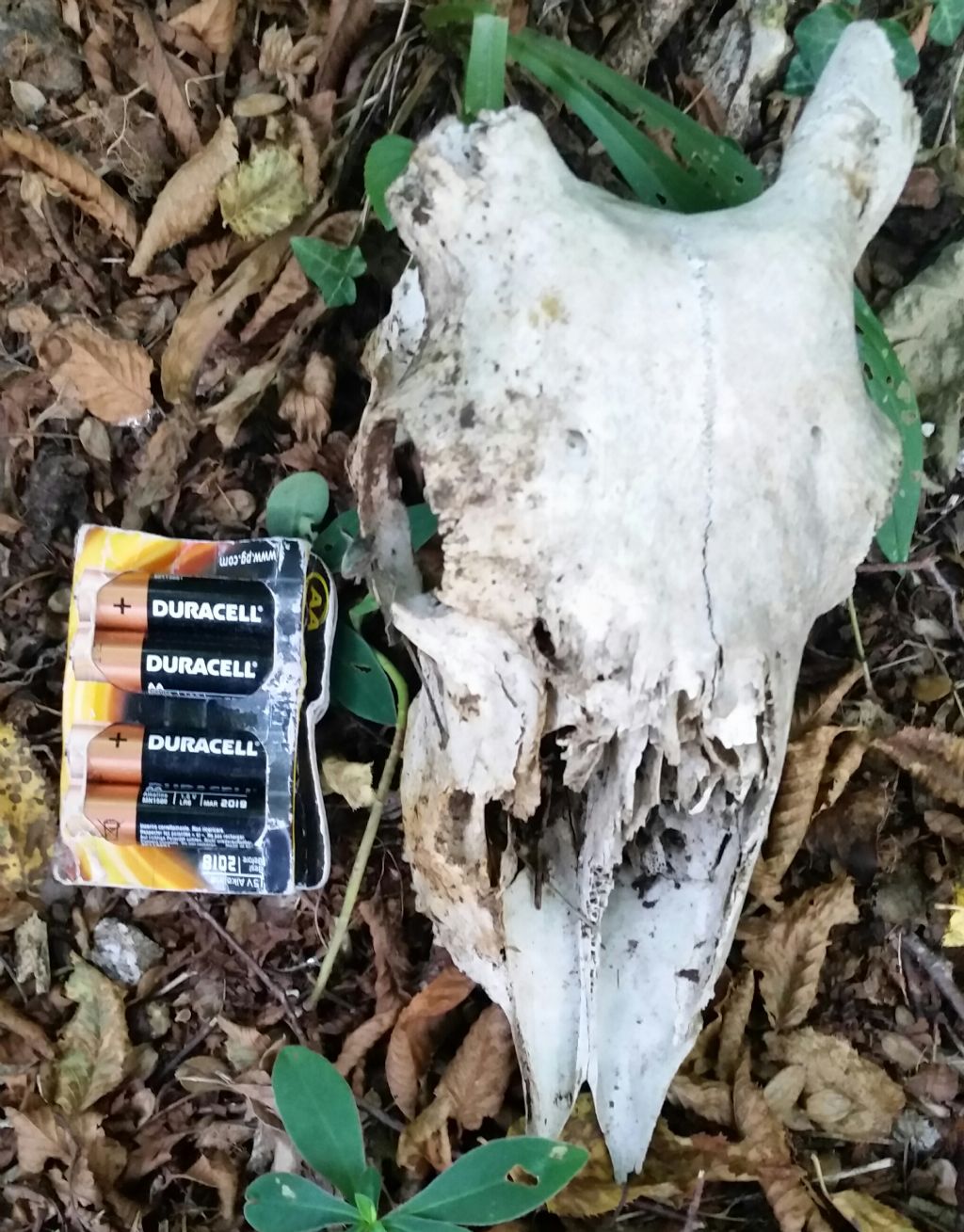 Cranio di capra?
